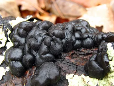 Exidia glandulosa