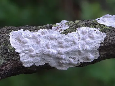 Exidiopsis effusa