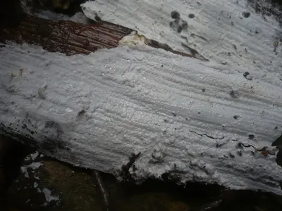 Athelia lichen