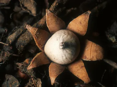 Geastrum floriforme