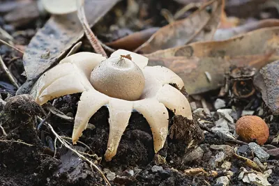 Geastrum triplex