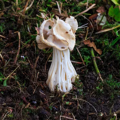 Helvella crispa