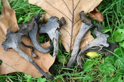 Cartwtereementas de mitas