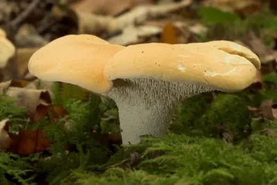 Wood hedgehog