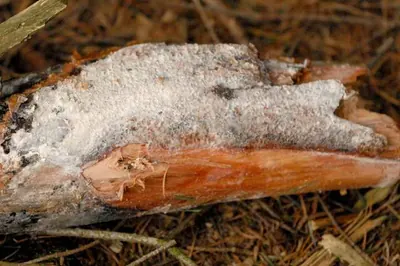 Botryobasidium vagum