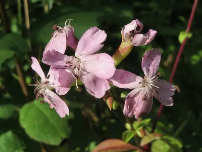 Microbotryum saponariae