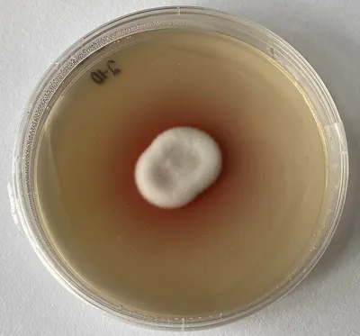Lecanicillium psalliotae