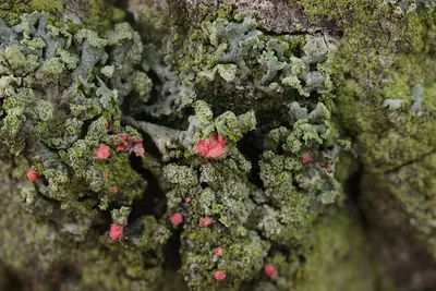 Illosporiopsis christiansenii