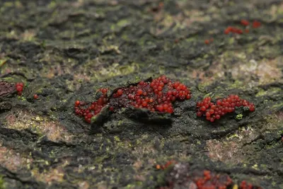 Dialonectria episphaeria