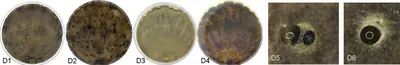 Cytospora leucostoma
