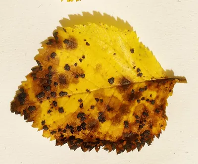 Dothidella ulmi