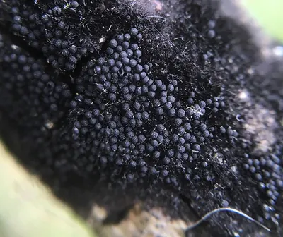 Chaetosphaerella fusca