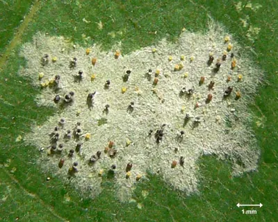 Sawadaea tulasnei