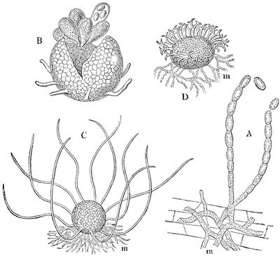 Erysiphe cruciferarum