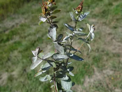 Erysiphe hyperici