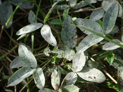 Erysiphe trifolii