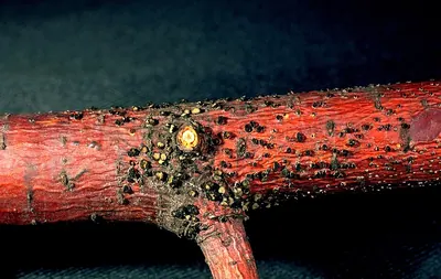 Cenangium ferruginosum