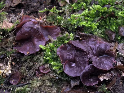 Ascocoryne cylichnium