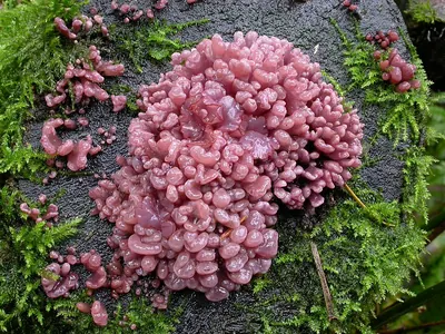 Ascocoryne sarcoides