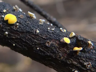 Lachnellula subtilissima