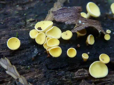 Lachnellula agassizii