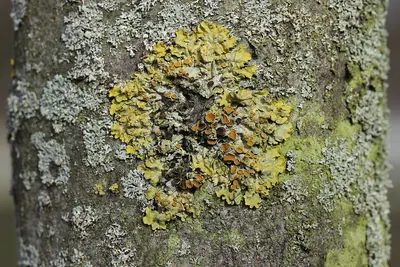 Xanthoriicola physciae