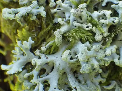 Lichenoconium erodens