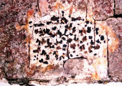 Dot lichen