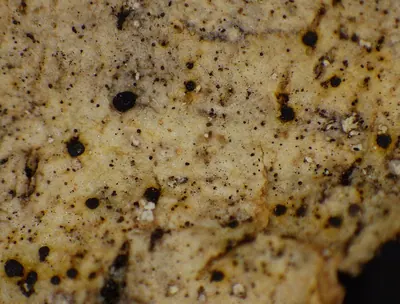 Arthonia vinosa