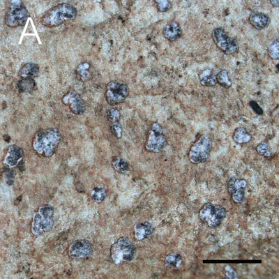 Coniocarpon cinnabarinum