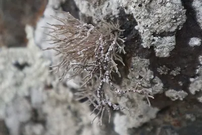 Roccella lichen