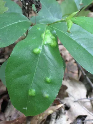 Taphrina farlowii