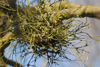 Taphrina betulina