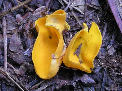 Caloscypha fulgens