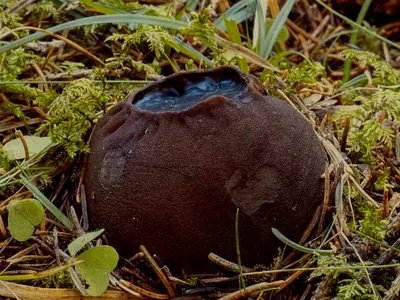 Charred-Pancake Cup