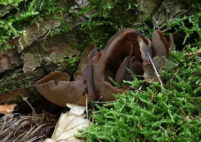 Otidea bufonia