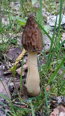 Morchella semilibera