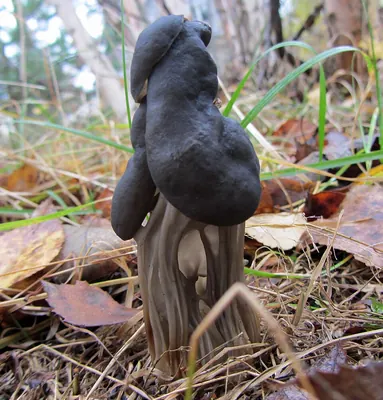 Helvella lacunosa