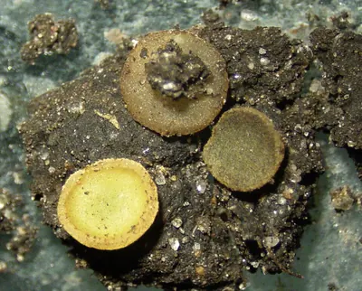 Ascobolus denudatus