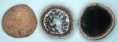 Elaphomyces muricatus
