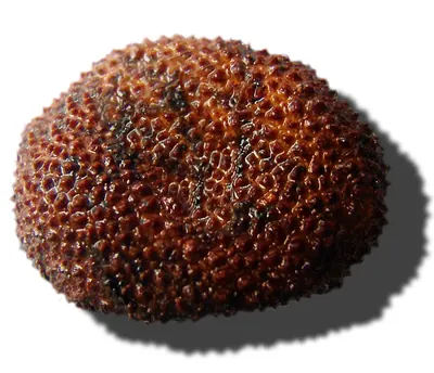Elaphomyces granulatus