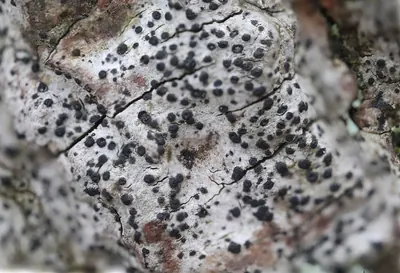 Anisomeridium lichen