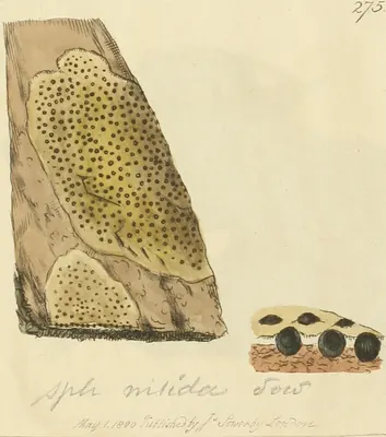 Pyrenula nitida
