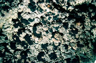 Mottled-disk lichen