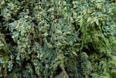 Trapeliopsis lichen
