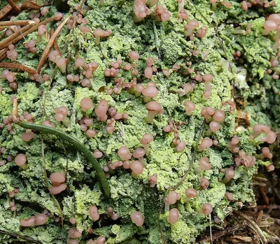Cap lichen