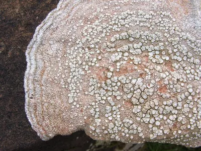 Ochrolechia parella