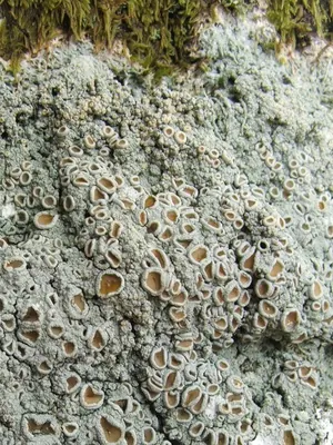 Crabseye lichen