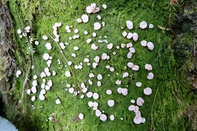 Dibaeis absoluta