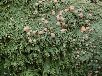 Candy lichen